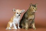 Мужчины и женщины: кошки против собак