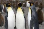 Гомосексуализм пингвинов оказался вынужденным