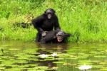 Крики во время секса у приматов служат для 