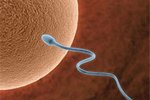 Японцы создали искусственную сперму