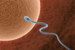 Сперматозоиды будут доставлять лекарства в яйцеклетку