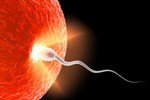Успешность оплодотворения яйцеклетки зависит от размера сперматозоида