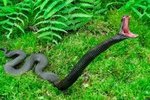 Змея укусила мужчину за кончик пениса, пока он справлял нужду в туалете