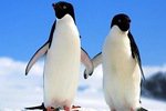 В Сингапуре запретили детскую книгу о самцах-пингвинах, высидевших на пару яйцо