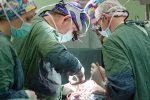 В институте Склифосовского воспользуются кожей трансгенных свиней для трансплантации