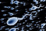 9 интересных фактов о сперматозоидах