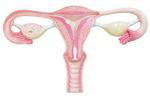 Почему возникают проблемы в репродуктивной системе женщины?