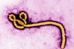 Секс и мастурбация не дают уничтожить вирус Эбола